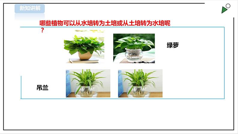 三年级全一册《劳动与技术》第四单元  活动2《盆花养护有学问》课件第4页