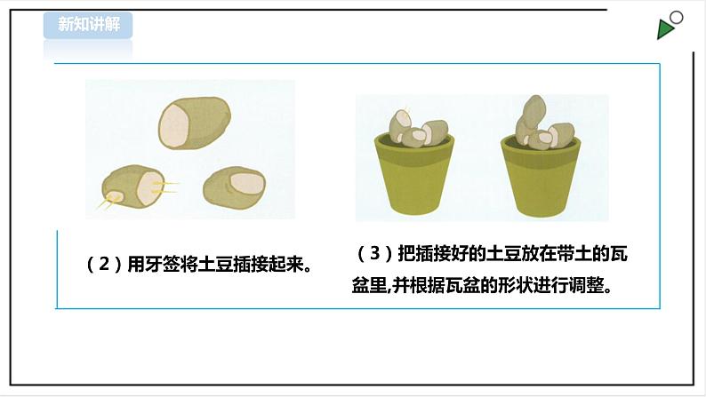 【粤教版】三年级全一册《劳动与技术》第四单元  活动3《小小盆景》教案+课件07