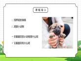 人教版三年级科学上册第一单元《身边的动物-饲养小动物》PPT课件