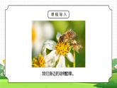 人教版三年级科学上册第一单元《身边的动物-校园里的动物》PPT课件