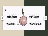 大蒜观察日记课件PPT