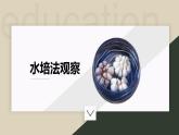 大蒜观察日记课件PPT