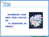 【人教版】五下劳技  项目六《种多肉植物装饰教室》课件+教案+素材