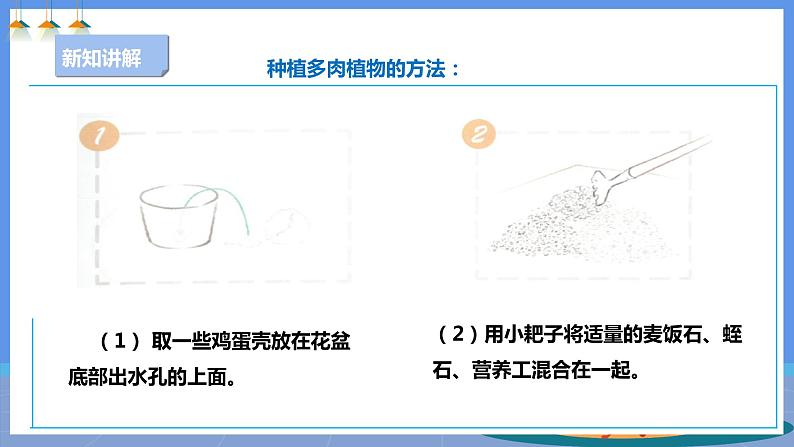 【人教版】五下劳技  项目六《种多肉植物装饰教室》课件+教案+素材08