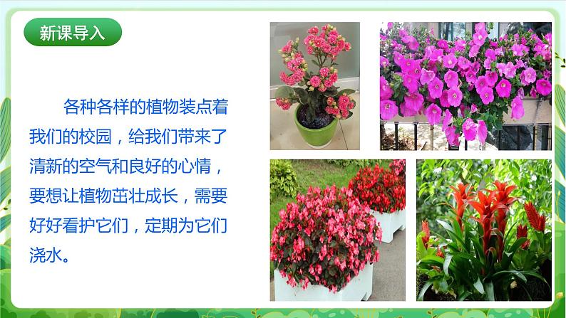 【核心素养目标】人教版劳动教育二年级下册 项目八《为植物浇水》 课件＋教案+素材03