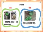 北师大版《劳动实践指导手册》二年级下册 3.《美味凉菜我调制》课件+教案+素材