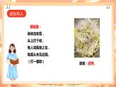 北师大版《劳动实践指导手册》二年级下册 10.《 豆芽种植我在行》课件+教案