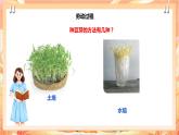 北师大版《劳动实践指导手册》二年级下册 10.《 豆芽种植我在行》课件+教案