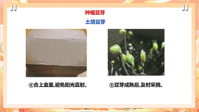 北师大版《劳动实践指导手册》二年级下册 10.《 豆芽种植我在行》课件+教案07