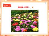 北师大版《劳动实践指导手册》二年级下册 11.《 一起来种太阳花》课件+教案