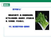 【人教版】《劳动教育》六下 劳动项目八《清炒蒿子秆》课件