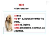 【粤教版】四年级全一册《劳动与技术》第四单元  活动二《养小兔子》教案+课件