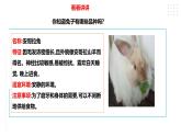 【粤教版】四年级全一册《劳动与技术》第四单元  活动二《养小兔子》教案+课件
