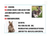 【粤教版】四年级全一册《劳动与技术》第四单元  活动二《养小兔子》教案+课件