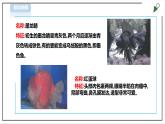 【粤教版】四年级全一册《劳动与技术》第四单元  活动一《养金鱼》教案+课件