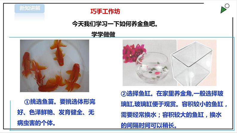 【粤教版】四年级全一册《劳动与技术》第四单元  活动一《养金鱼》教案+课件06