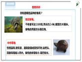 【粤教版】四年级全一册《劳动与技术》第四单元  活动三《养乌龟》教案+课件