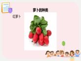 小学劳技 三年级 鄂教版第7课 种呀种呀种萝卜 课件