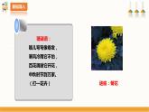 【北师大版】五年级劳技 第8课《 采菊东篱见南山》教案+课件+视频