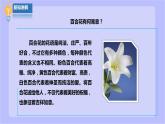 【北师大版】六年级劳技 第13课《丝网绽放百台花》教案+课件+素材