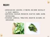 小学劳动粤教版四年级下册第三单元 第三课 芝麻菠菜 课件