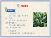 人民版劳动四年级上册 9 无公害菠菜我能种（课件）