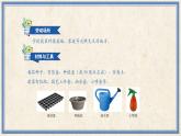 人民版劳动五年级上册 8 培育栽培番茄苗（课件）