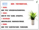 浙教版劳动一年级上项目4 任务2《选种水培植物》课件