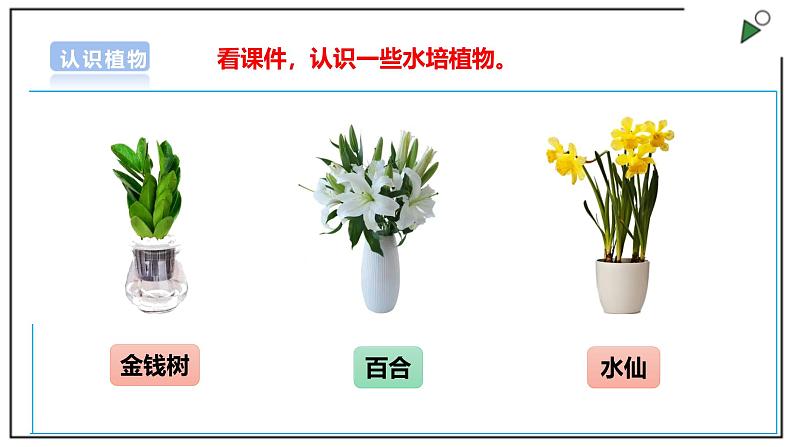 浙教版劳动一年级上项目4 任务2《选种水培植物》课件07