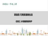 浙教版劳动一年级上项目4 任务3《水培植物我养护》 课件