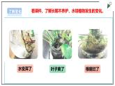 浙教版劳动一年级上项目4 任务3《水培植物我养护》 课件