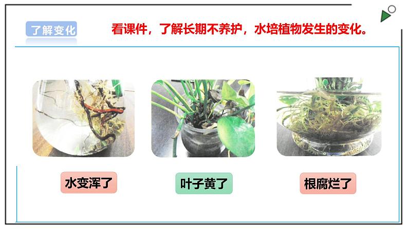 浙教版劳动一年级上项目4 任务3《水培植物我养护》 课件第5页