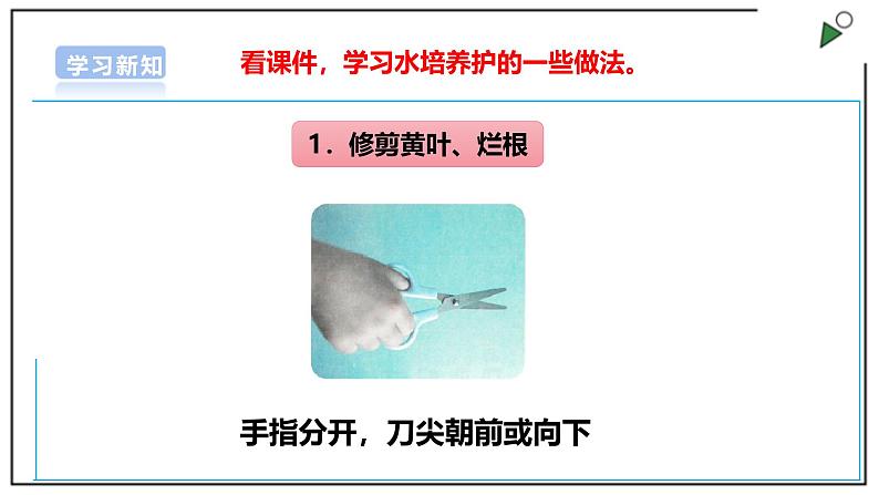 浙教版劳动一年级上项目4 任务3《水培植物我养护》 课件第7页