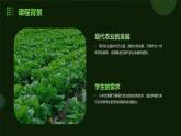 9.无公害芥菜我能种（课件）2023-2024学年小学劳动四年级上册（人教版）