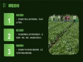 9.无公害芥菜我能种（课件）2023-2024学年小学劳动四年级上册（人教版）