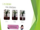 浙教版（劳动）_一年级上册_项目四任务二 选种水培植物 课件