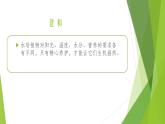 浙教版（劳动）_一年级上册_项目四任务三 水培植物我养护 课件