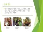 浙教版（劳动）_一年级上册_项目四任务三 水培植物我养护 课件