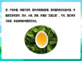 北师大版劳技六年级 第4课《茶艺文化初探究》课件+教案+素材