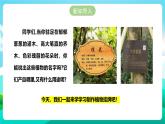 北师大版劳技四年级 第14课《我给植物来挂牌》课件+教案+素材