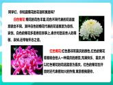 北师大版劳技五年级 第8课《采菊东篱见南山》课件+教案+素材