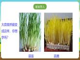 人教版四下劳技 项目四《水培蒜苗和蒜黄》课件＋教案+素材