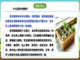 人教版五下劳技 项目六《种多肉植物装饰教室》课件+教案+素材