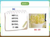 人教版六下劳技 项目三《发绿豆芽》课件+教案+素材