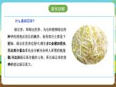 人教版六下劳技 项目三《发绿豆芽》课件+教案+素材
