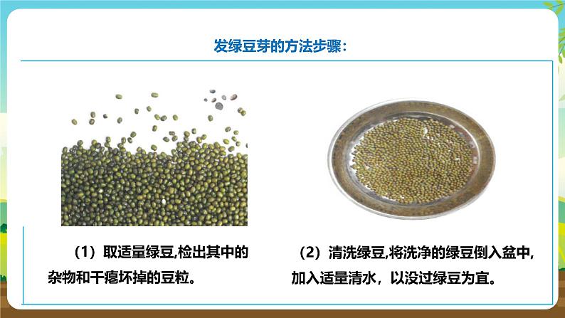 人教版六下劳技 项目三《发绿豆芽》课件第8页