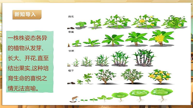 【湘教版】《劳动教育》三年级下册 第3课 喂植物喝水 课件第4页