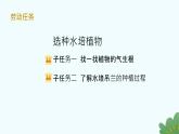 小学 劳动 浙教版 一年级上册 项目四《任务二 选种水培植物》教学课件