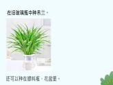 小学 劳动 浙教版 一年级上册 项目四《任务二 选种水培植物》教学课件