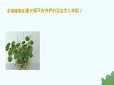 小学 劳动 浙教版 一年级上册 项目四《任务三 水培植物我养护》教学课件
